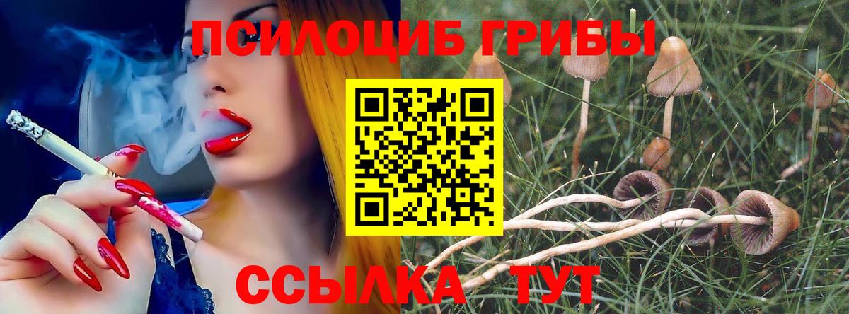 Псилоцибиновые грибы Psilocybe Морозовск
